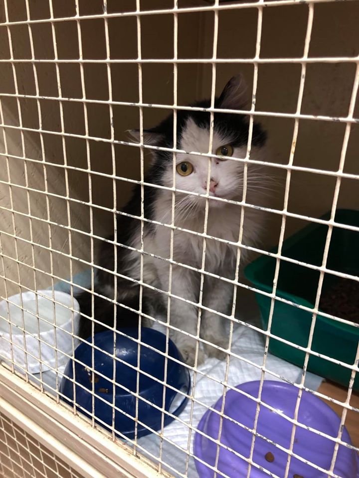 Ромчик - домашний котик и по неизвестным причинам он оказался на улице Ромчик - домашний котик и по неизвестным причинам он оказался на улице