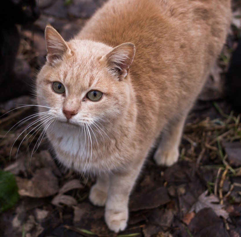 Трогательная и милая кошечка по имени Леди Трогательная и милая кошечка по имени Леди