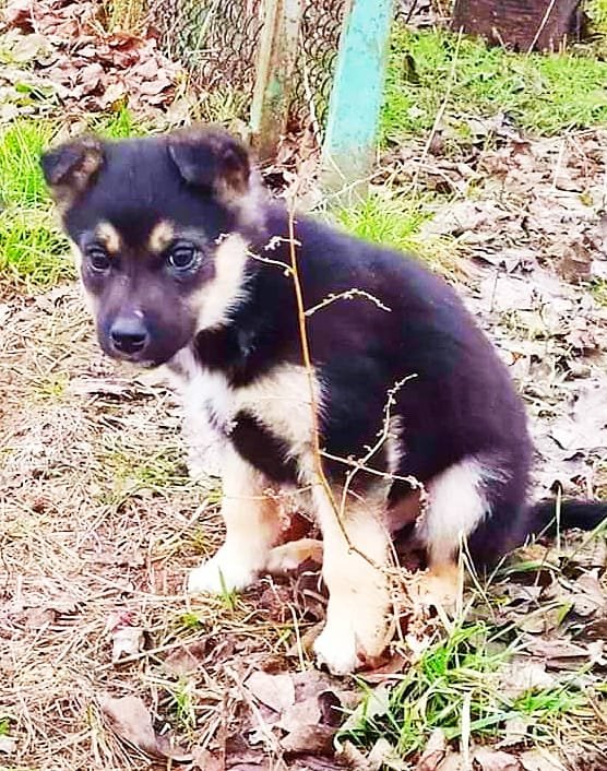 Джека и его пять братишек принесли совсем крохами и оставили на передержке Джека и его пять братишек принесли совсем крохами и оставили на передержке