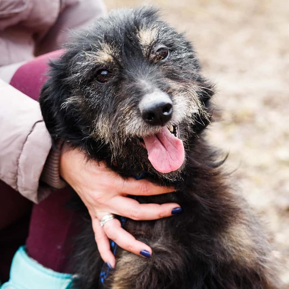 Солнечный мальчик Чарли уже давно ждет своего человека в приюте Солнечный мальчик Чарли уже давно ждет своего человека в приюте