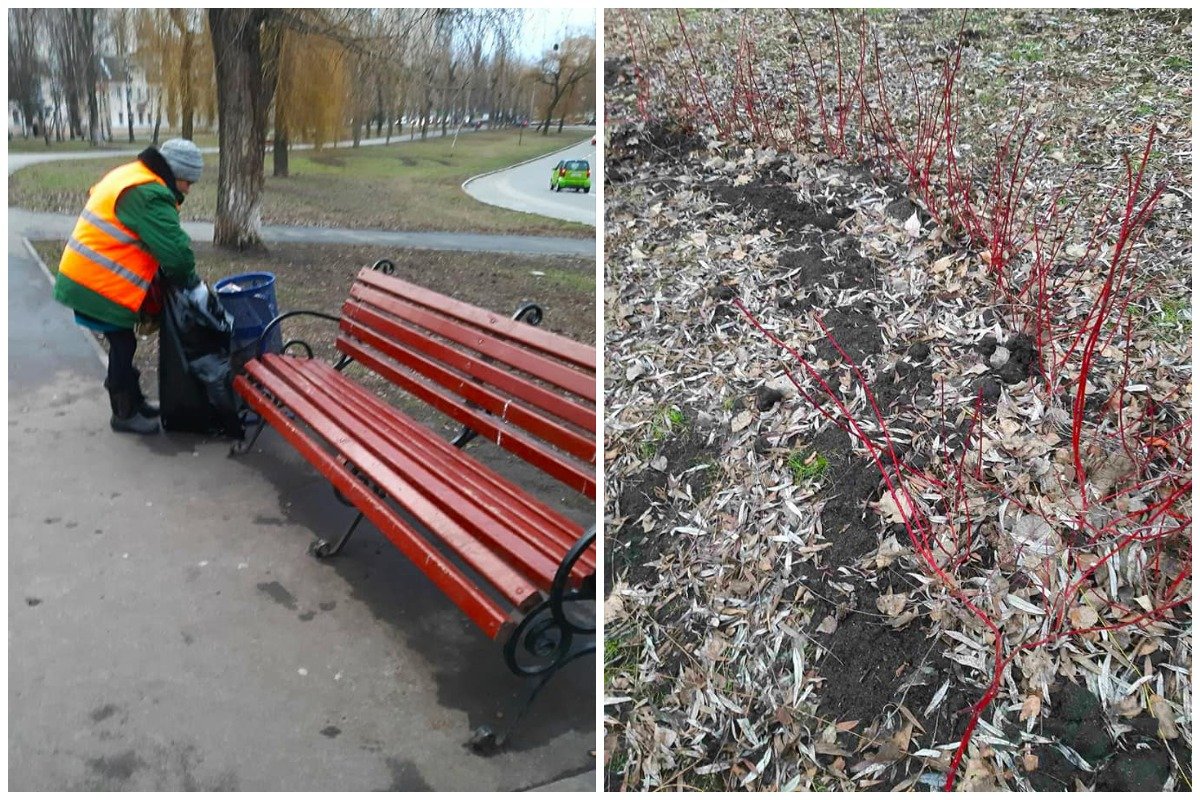 В Святошинском районе Киева неизвестные выкопали 15 кустов дерена В Святошинском районе Киева неизвестные выкопали 15 кустов дерена