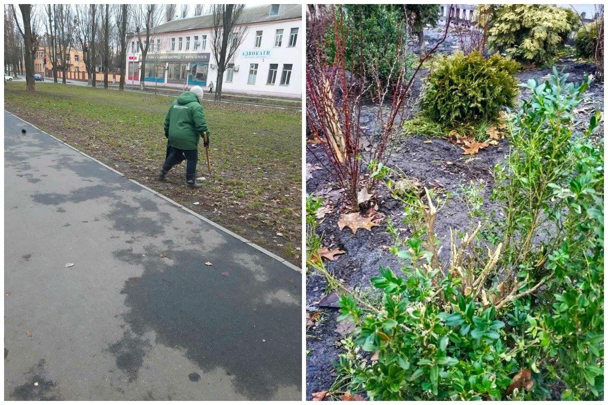 А днем ранее повредили куст самшита А днем ранее повредили куст самшита