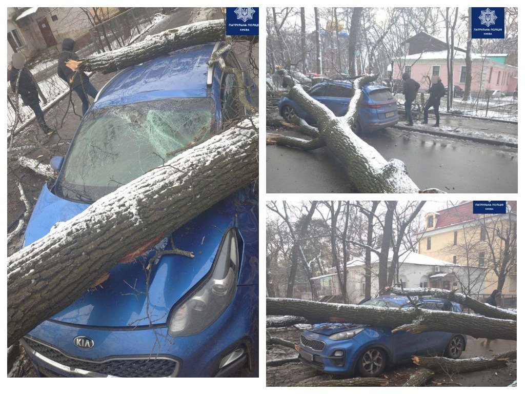 Дерево упало на автомобиль. Обошлось без пострадавших 