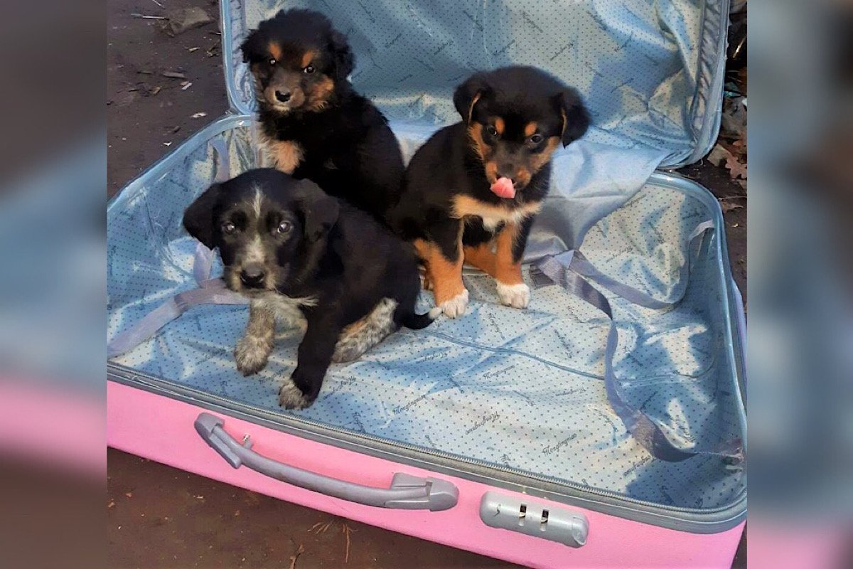 На мусорном полигоне нашли троих брошенных щенков в розовом чемодане На мусорном полигоне нашли троих брошенных щенков в розовом чемодане