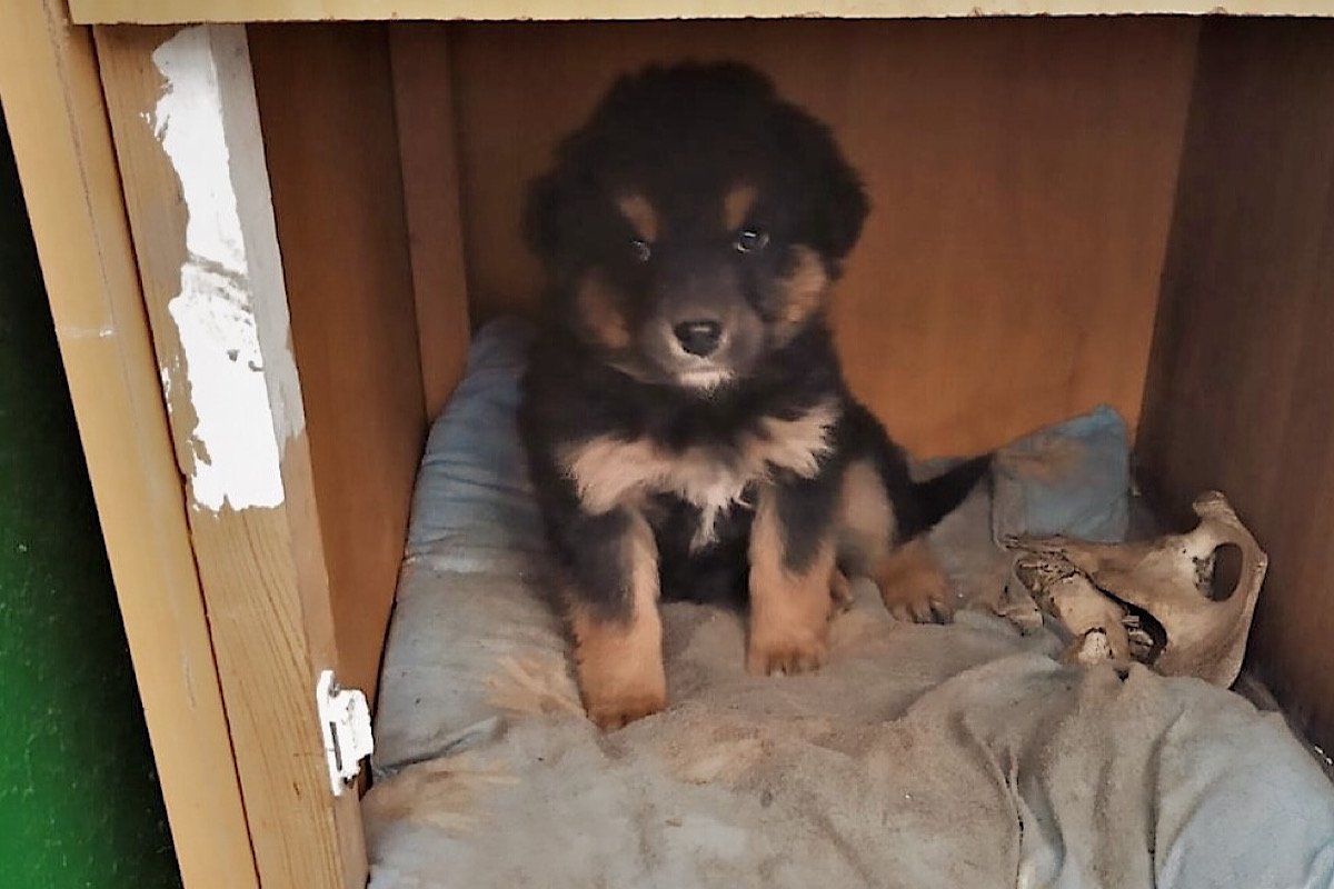 Их обнаружили утром 4 февраля сотрудники охраны Их обнаружили утром 4 февраля сотрудники охраны