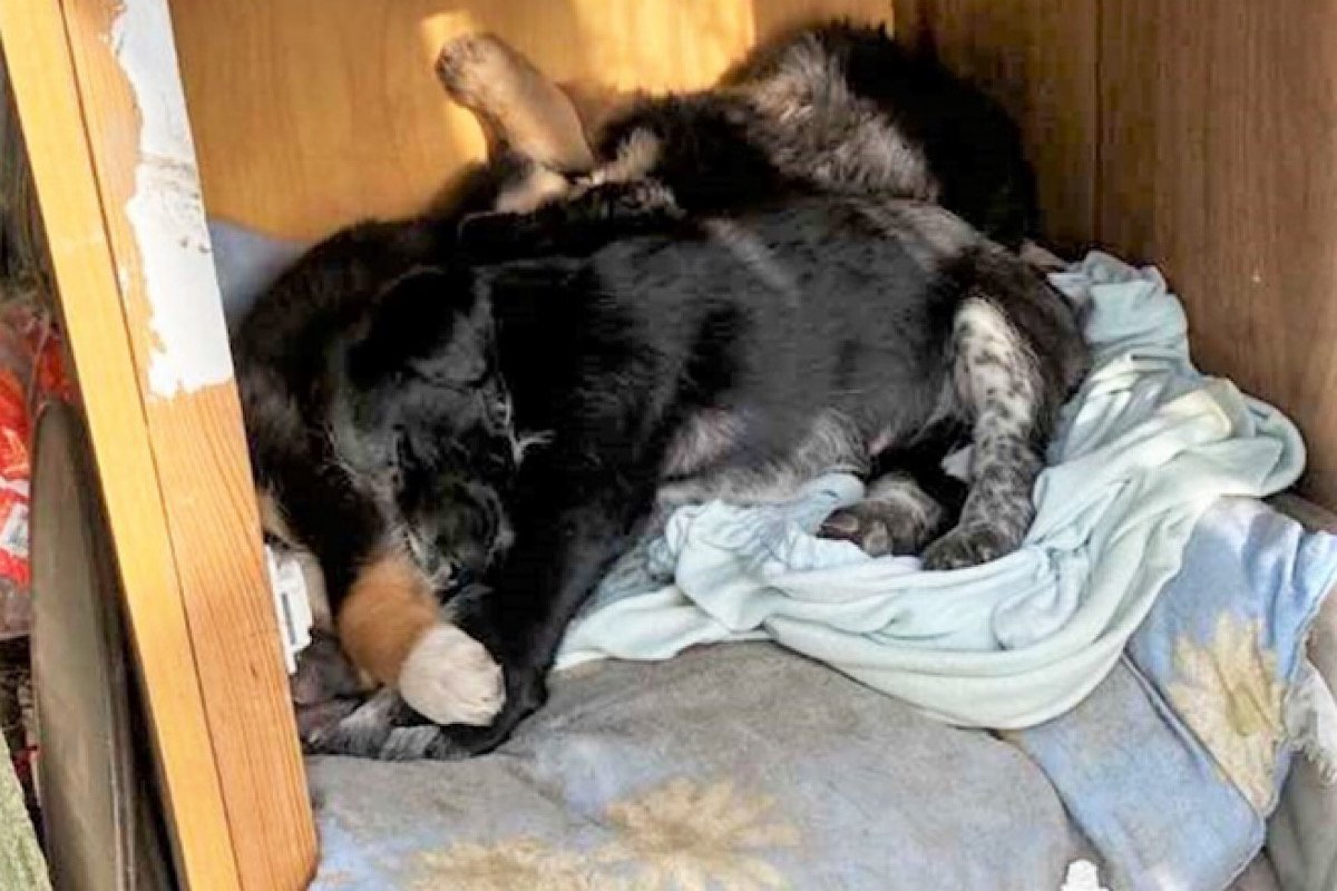 Собачек сразу же накормили и соорудили будку для временного жительства Собачек сразу же накормили и соорудили будку для временного жительства