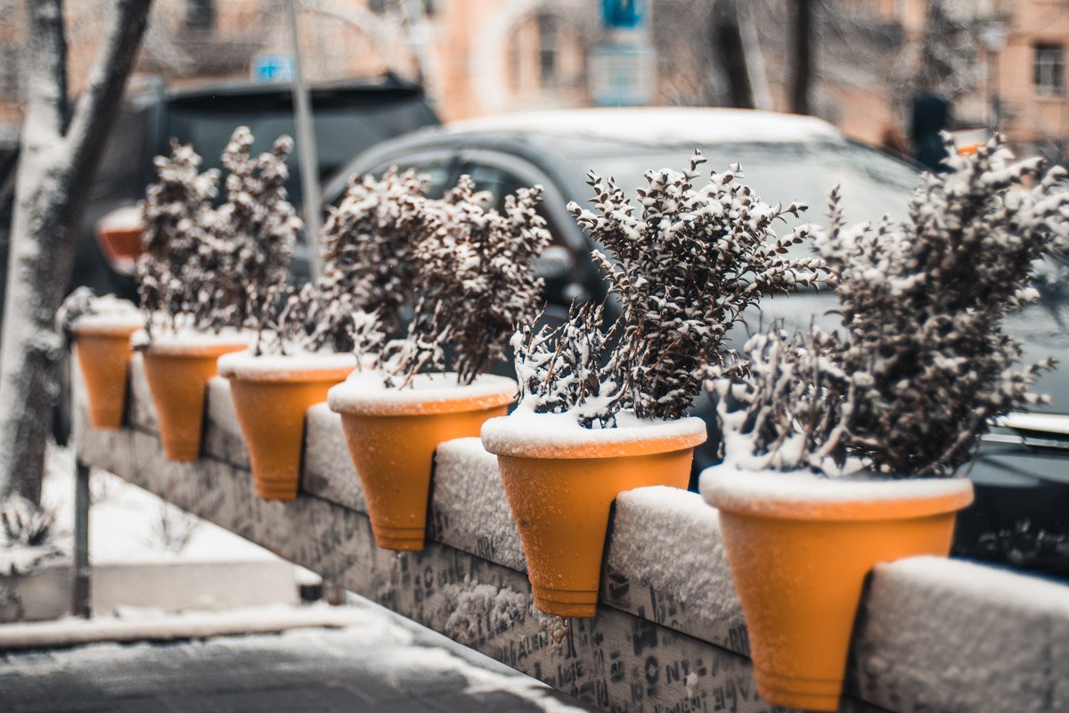 Укутались белым покрывалком