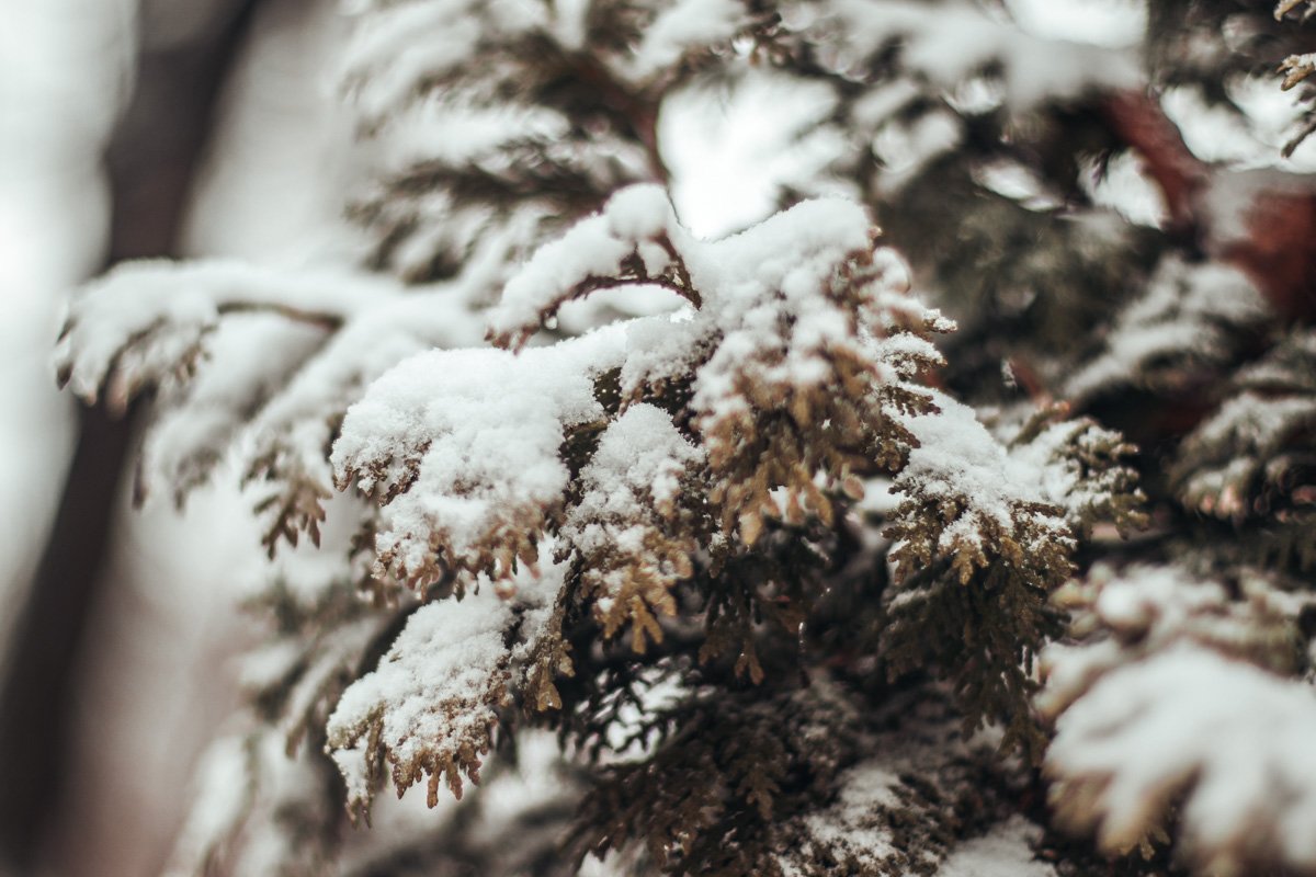 Оттенки зимы, которых так не хватало 