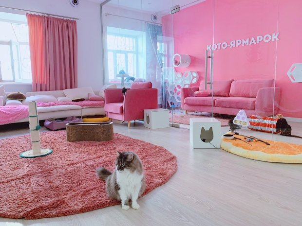 В Центре кототерапии можно по-настоящему расслабится и отдохнуть в компании котиков В Центре кототерапии можно по-настоящему расслабится и отдохнуть в компании котиков