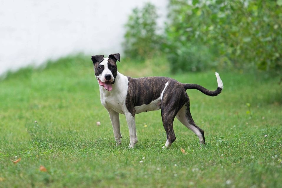 Это Локи, он очень хочет попасть в настоящую семью Это Локи, он очень хочет попасть в настоящую семью