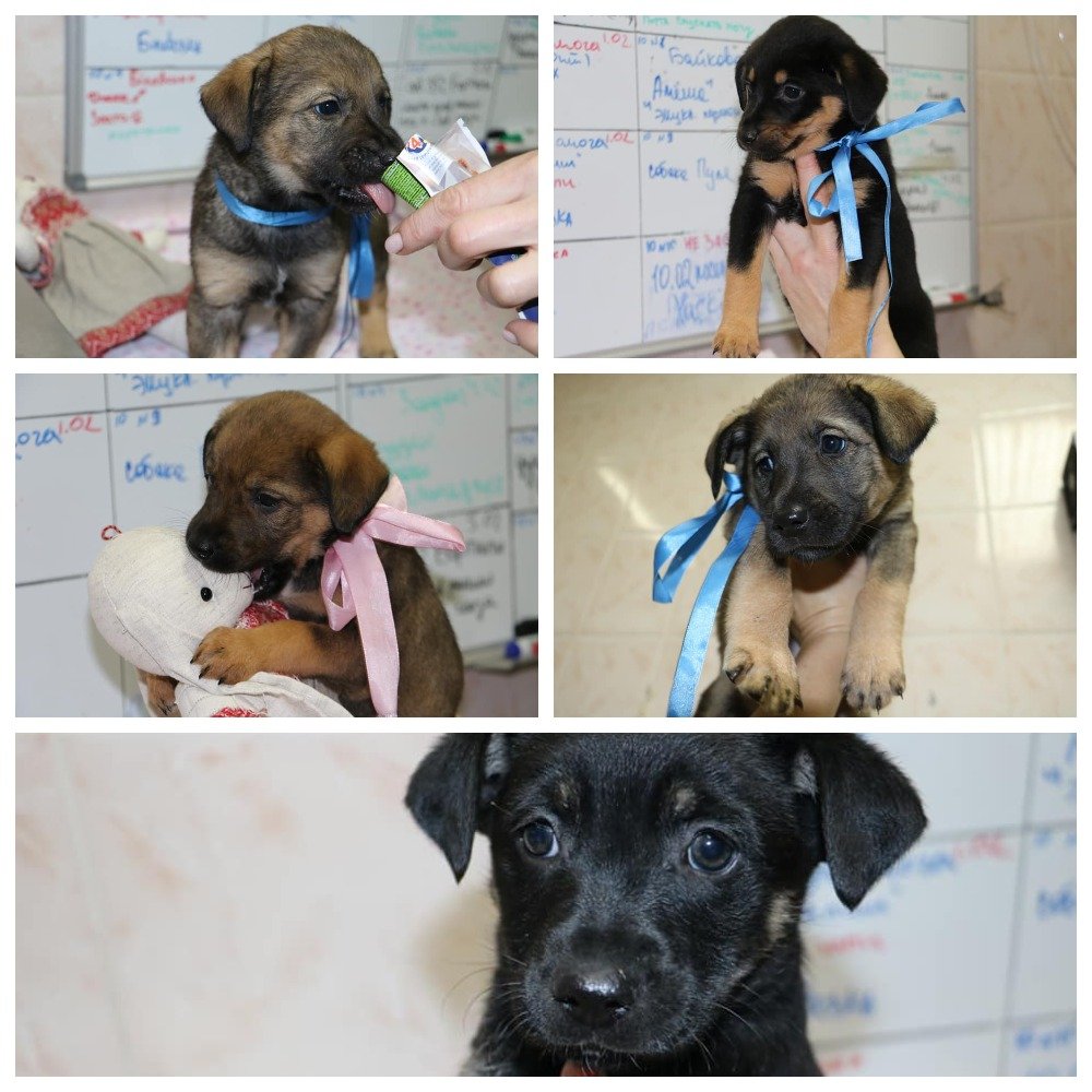 Посмотрите на эту нереальную пятерку братиков и сестричек Посмотрите на эту нереальную пятерку братиков и сестричек