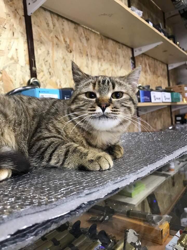 Ласковая мурчунья Хлоя ищет любящих хозяев Ласковая мурчунья Хлоя ищет любящих хозяев