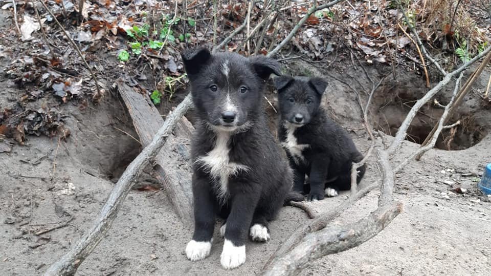 Эти малыши родились на улице, теперь они живут в норе Эти малыши родились на улице, теперь они живут в норе