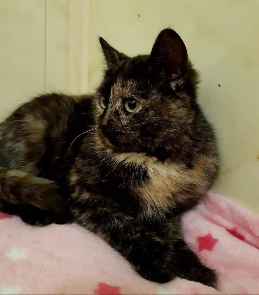 Дейзи жила под непрочным навесом и была предоставлена сама себе Дейзи жила под непрочным навесом и была предоставлена сама себе