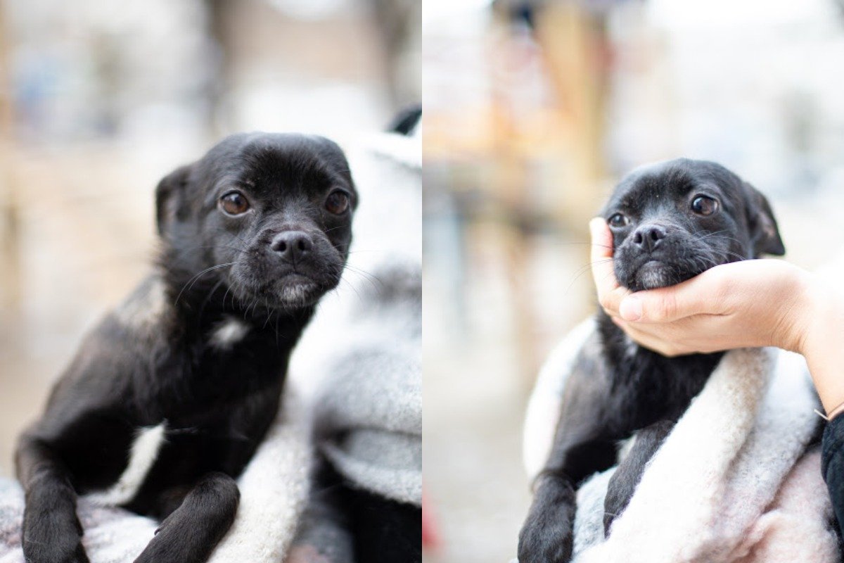 Даже если у вас есть любимая половинка - место в сердце для Бу еще точно найдется! Даже если у вас есть любимая половинка - место в сердце для Бу еще точно найдется!