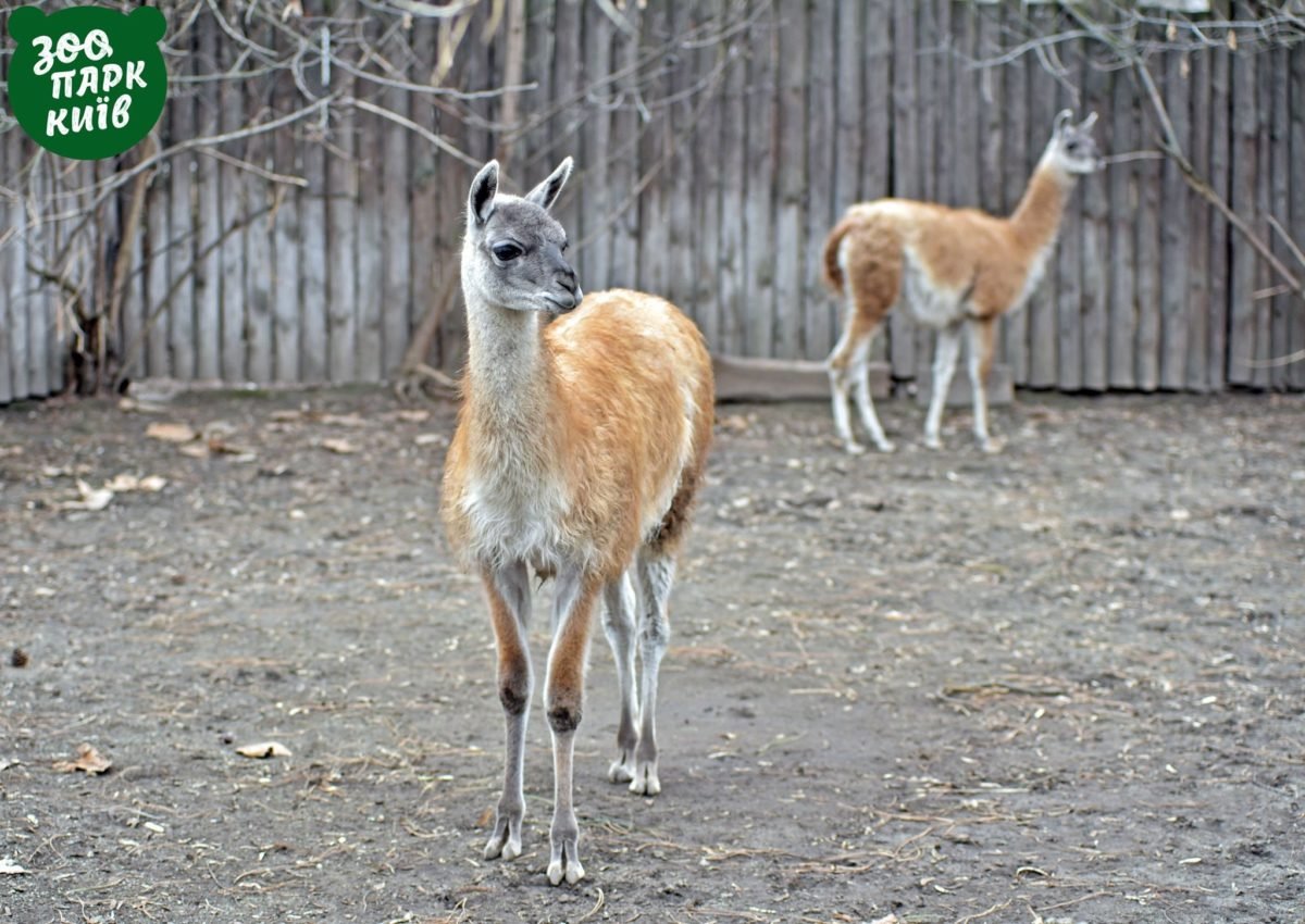 В столичном зоопарке появились новые жители В столичном зоопарке появились новые жители
