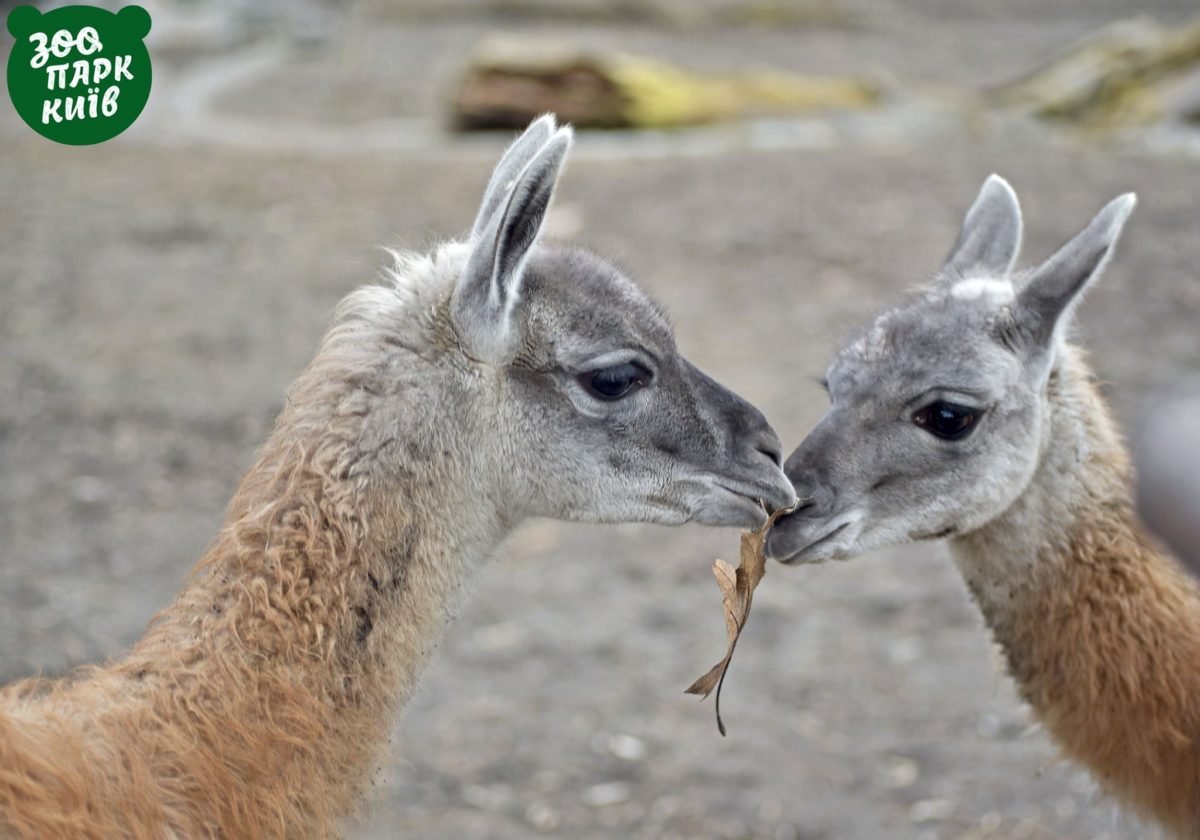 Ими стали ужасно милые гуанако - Рикардо и Рахель Ими стали ужасно милые гуанако - Рикардо и Рахель