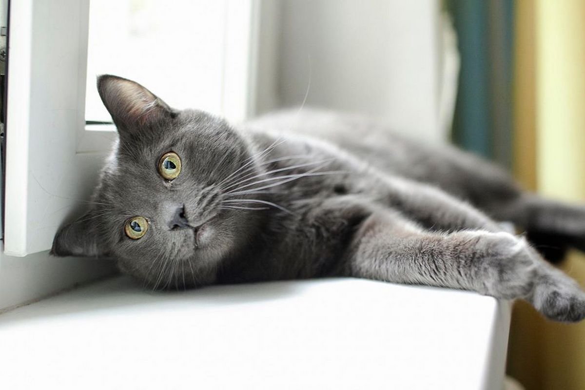 Восходящая звезда Эмиль Восходящая звезда Эмиль