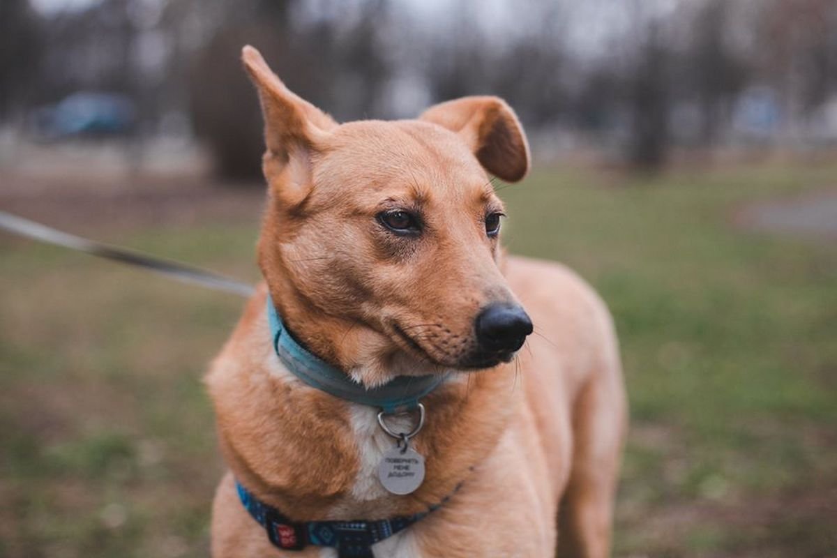 Тихая и спокойная Лисси Тихая и спокойная Лисси