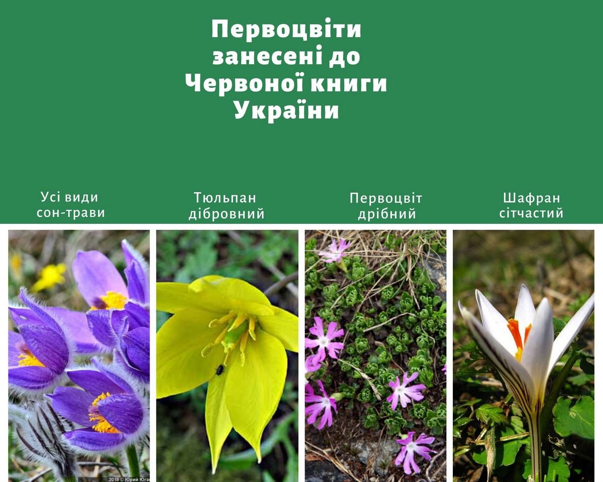 Первоцветы, которые находятся под охраной Первоцветы, которые находятся под охраной