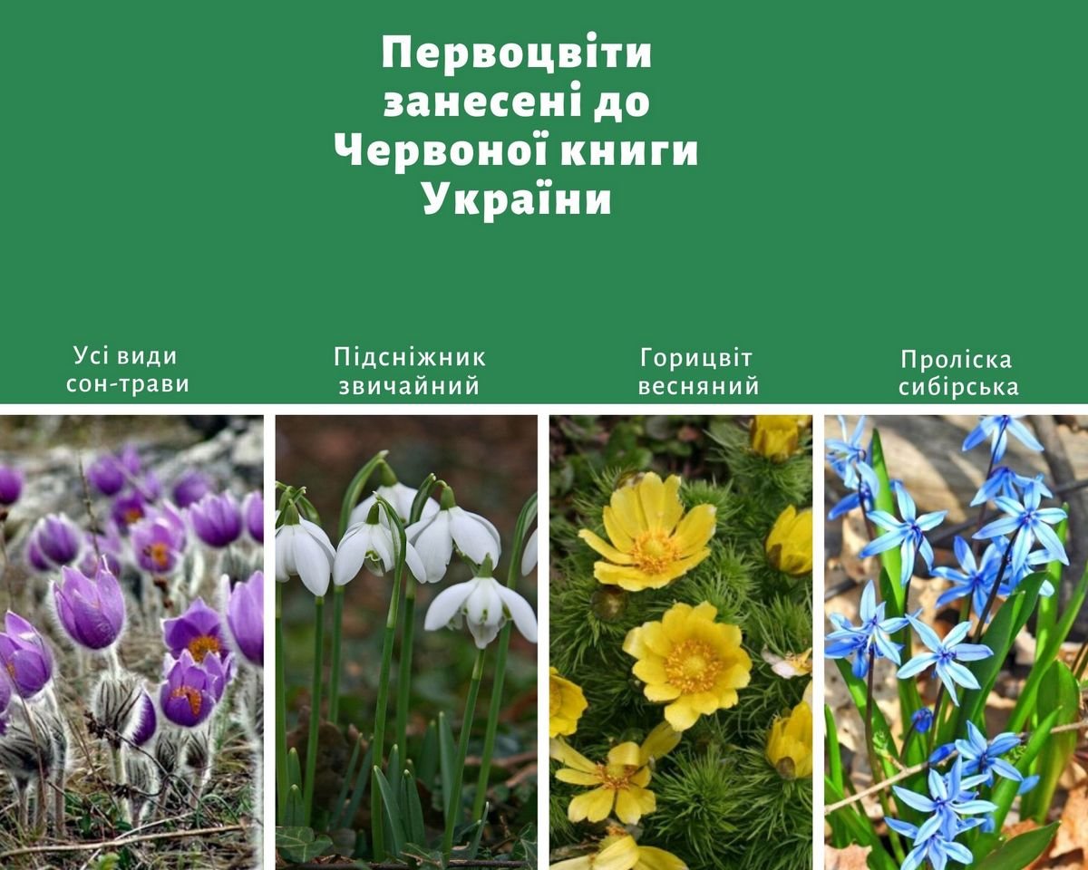 Этими цветами незаконно торговать Этими цветами незаконно торговать