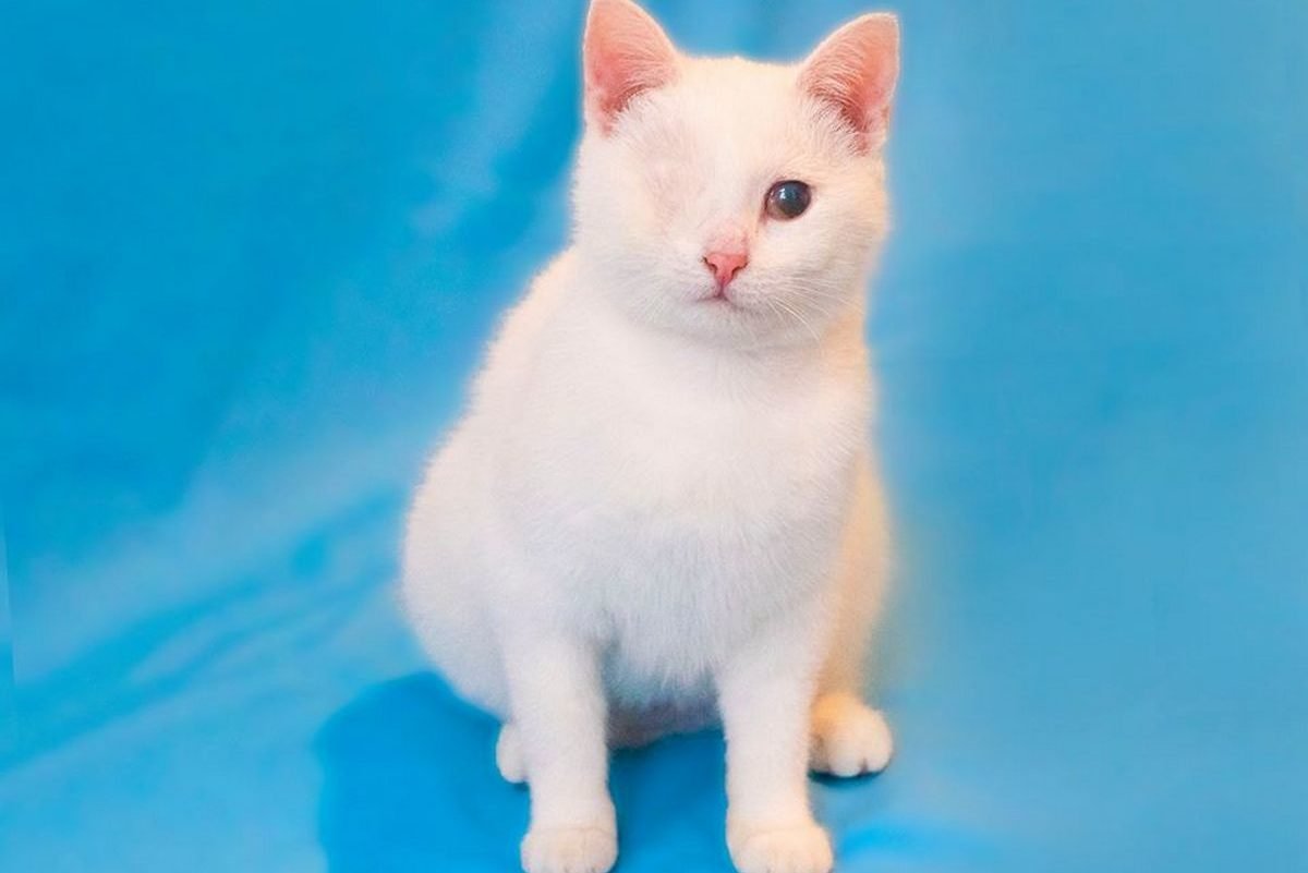 Белоснежная Милочка Белоснежная Милочка