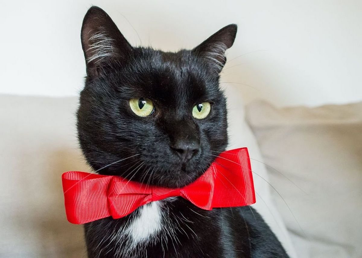 Ну разве не красавец? Ну разве не красавец?