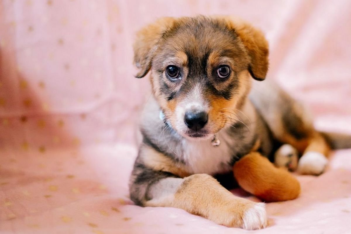 Комочек нежности и обаяния Комочек нежности и обаяния