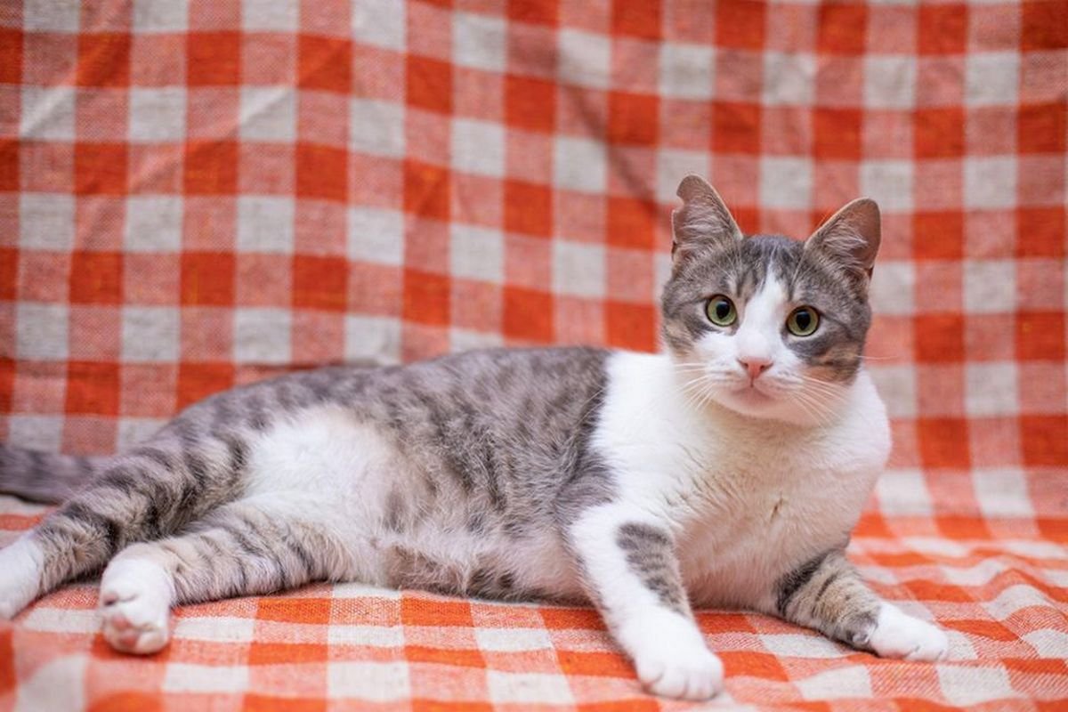 Подарите любовь: какие животные ищут дом в Киеве 5