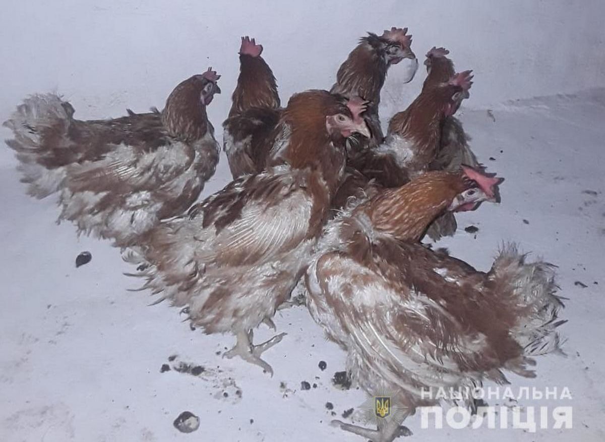 Мужчины похитили 20 кур Мужчины похитили 20 кур