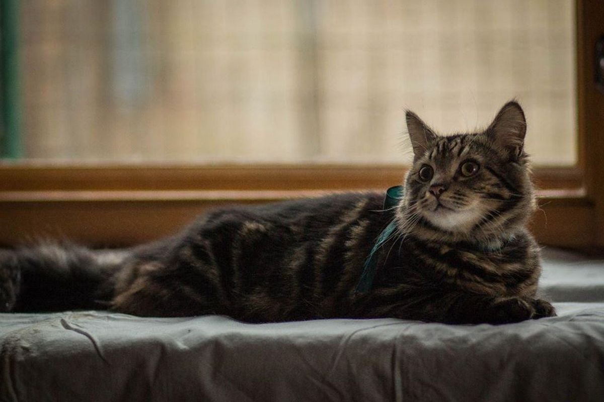 Великий и могущественный Мерлин 