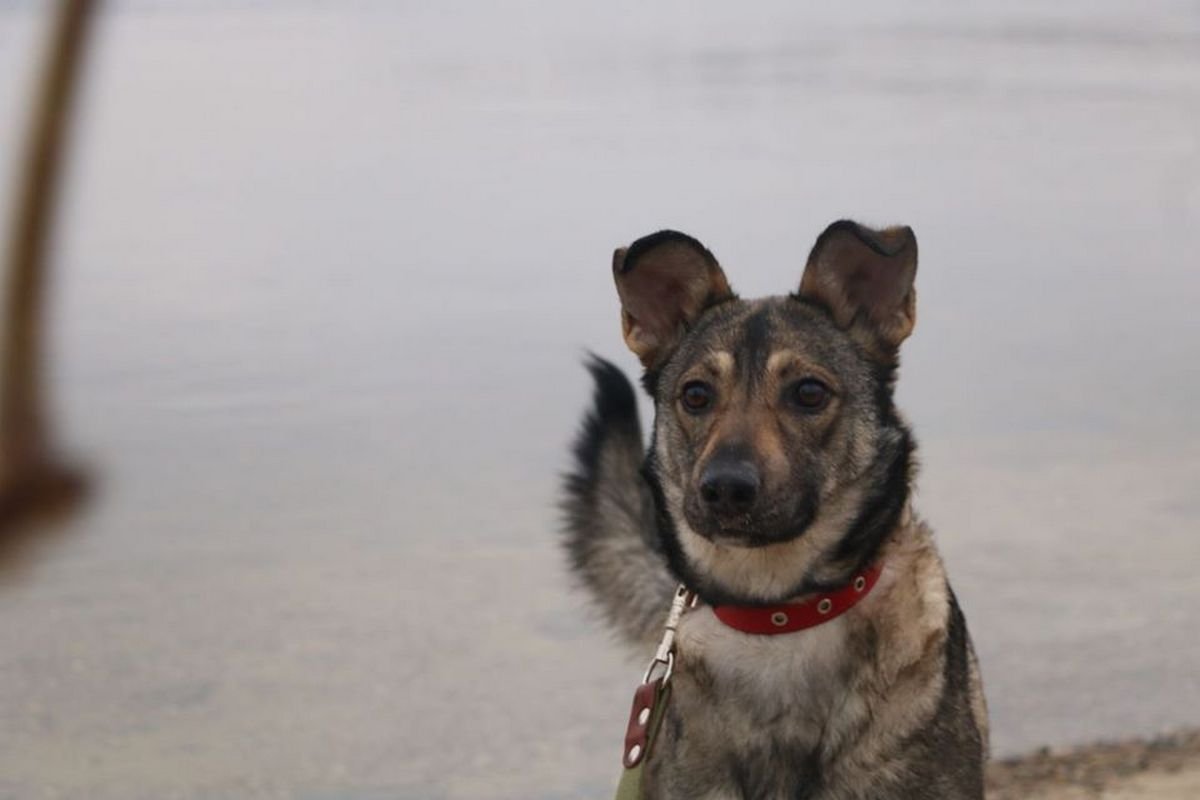 Какие умные глаза