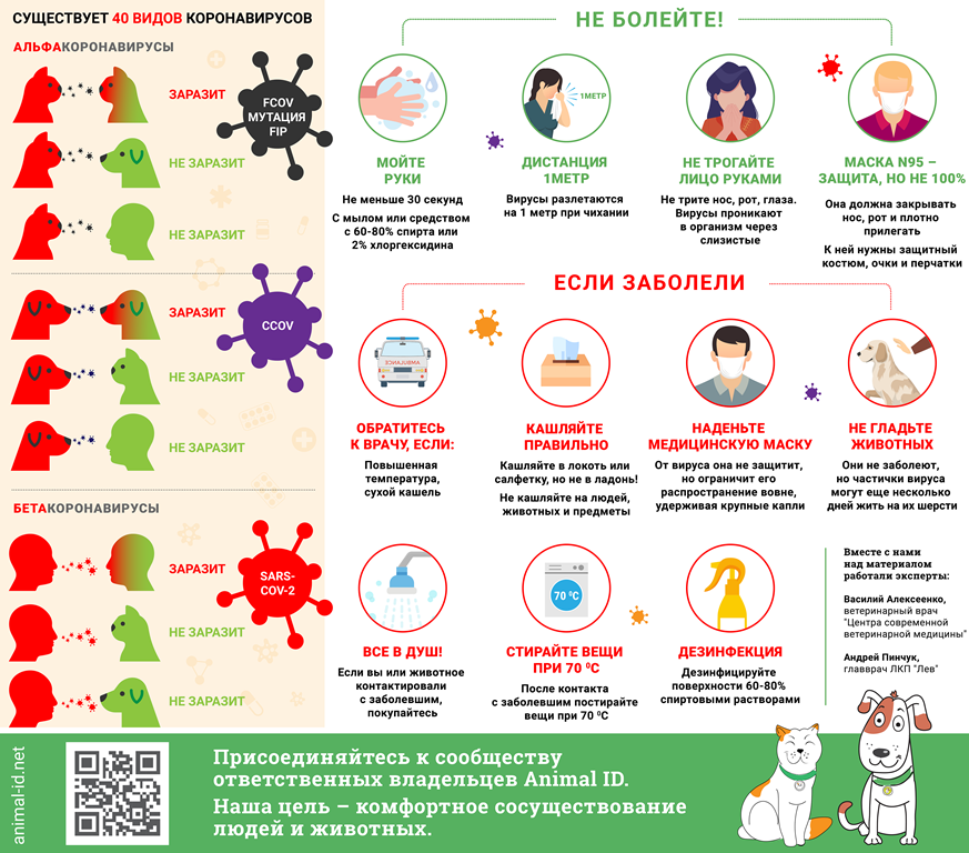 Вопрос дня: могут ли домашние животные заразиться коронавирусом COVID-19 или заразить человека 1