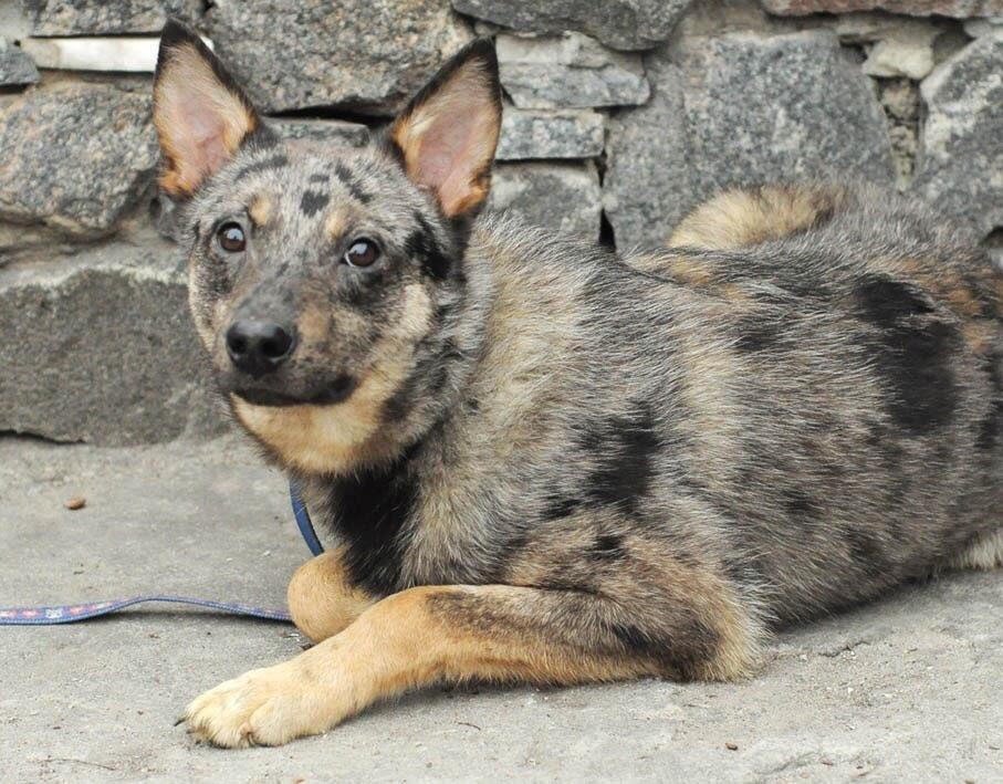 Соул - необыкновенный пес, окрасом он похож на австралийскую овчарку