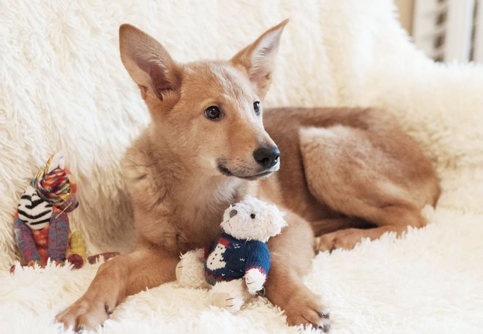 C Малышом никто не гулял и у него начался рахит, теперь ему очень нужен активный хозяин