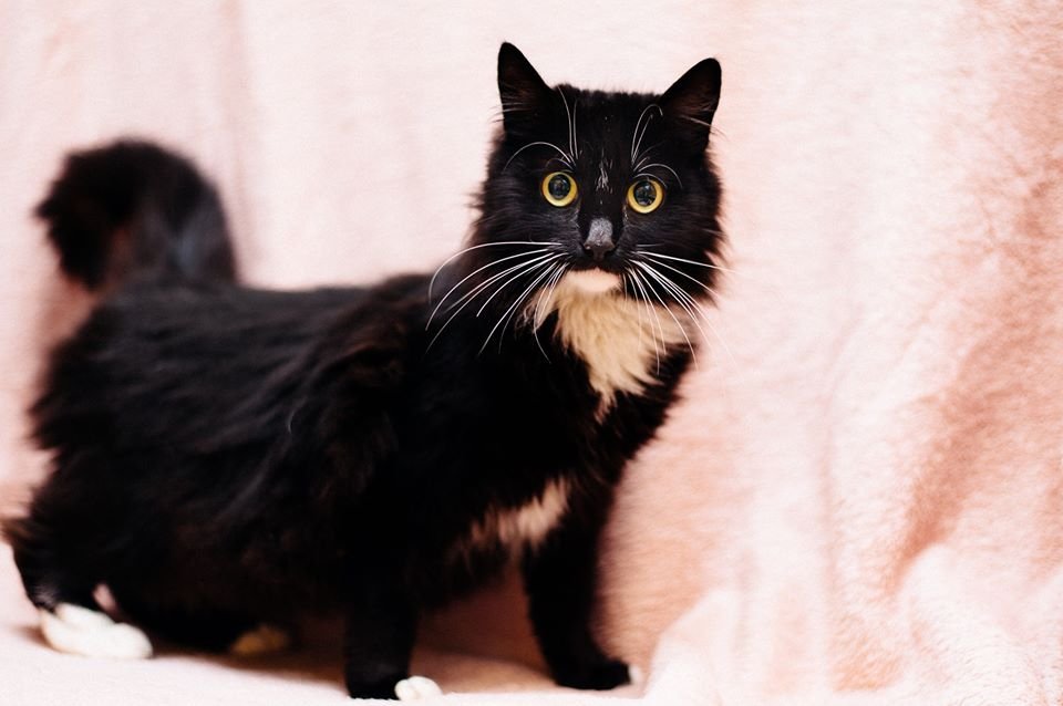 Пушинка очень особенная: пушистая шубка, сметанный подбородочек, мелодичный голос, ласковые глазки - это все от природы