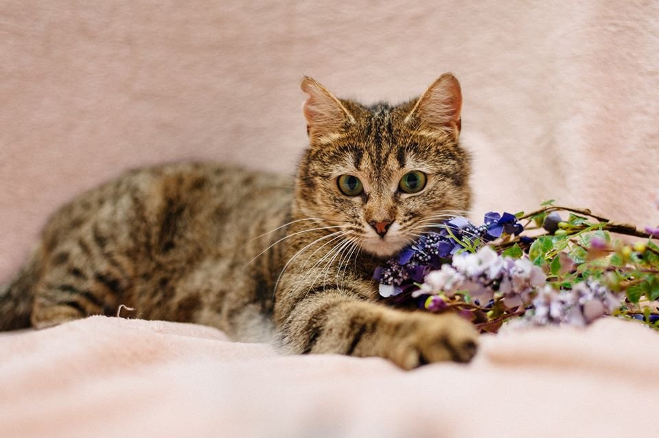 Если вы давно мечтали обзавестись лучшей подружкой, Ванда - лучший вариант