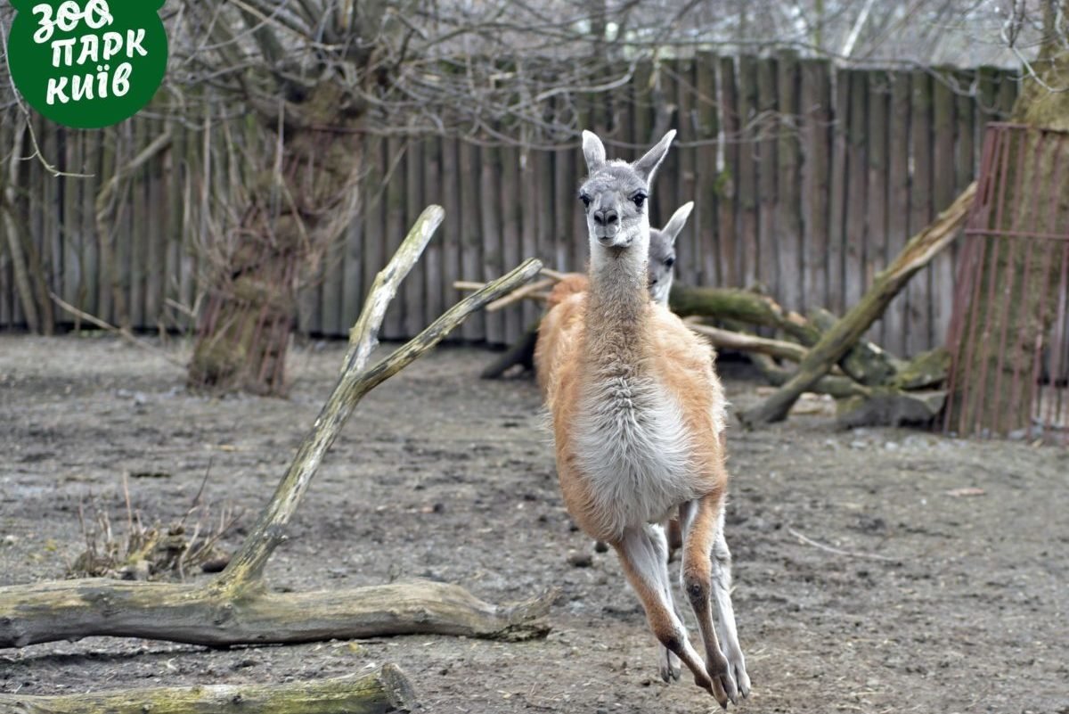 Пора знакомиться с Рикардо и Рахель Пора знакомиться с Рикардо и Рахель