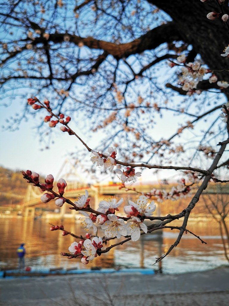 Кстати, вы уже заметили, что абрикосы зацвели?