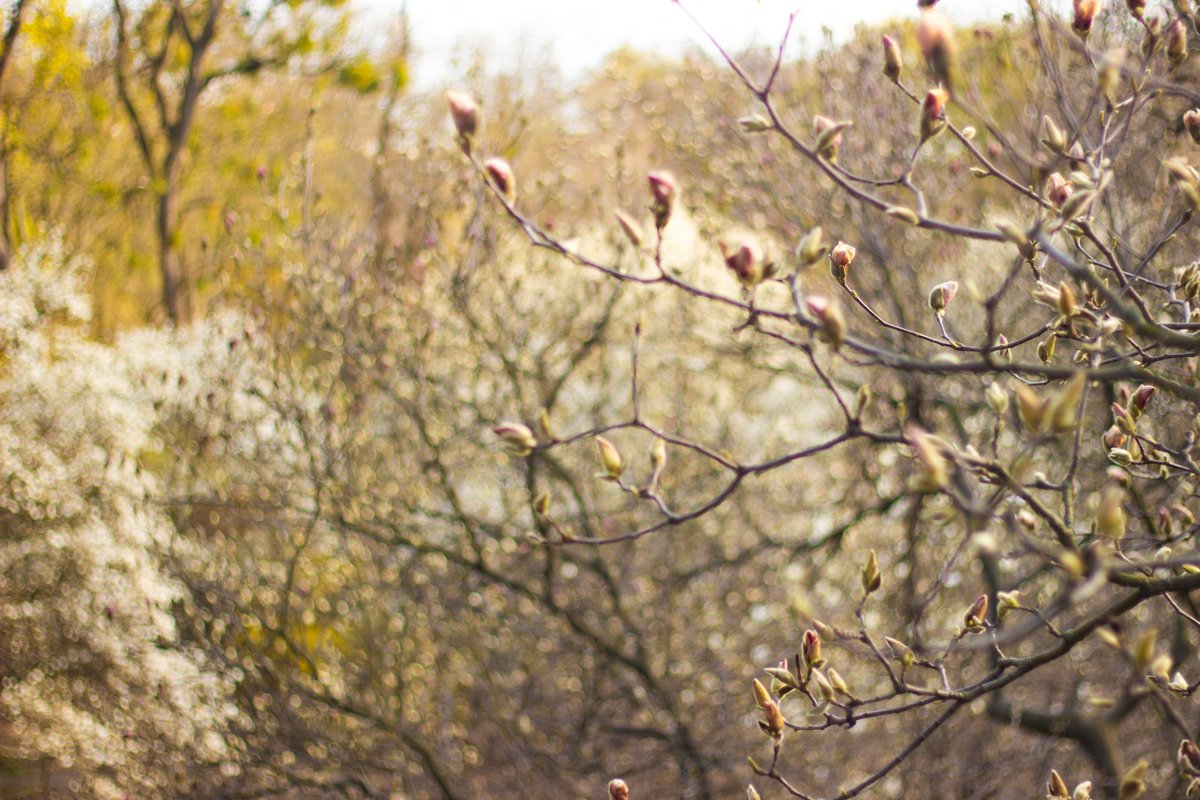 Розовые кусты еще не распустили свои бутоны Розовые кусты еще не распустили свои бутоны