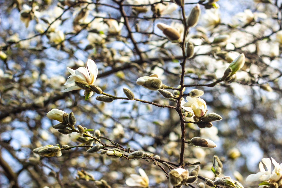Белые кусты магнолий уже распустились и окутали себя сладким ароматом Белые кусты магнолий уже распустились и окутали себя сладким ароматом