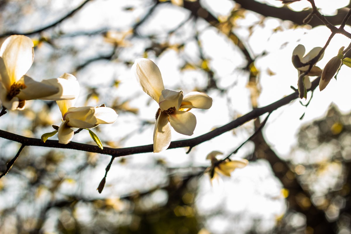 Бархатные лепестки так и манят Бархатные лепестки так и манят