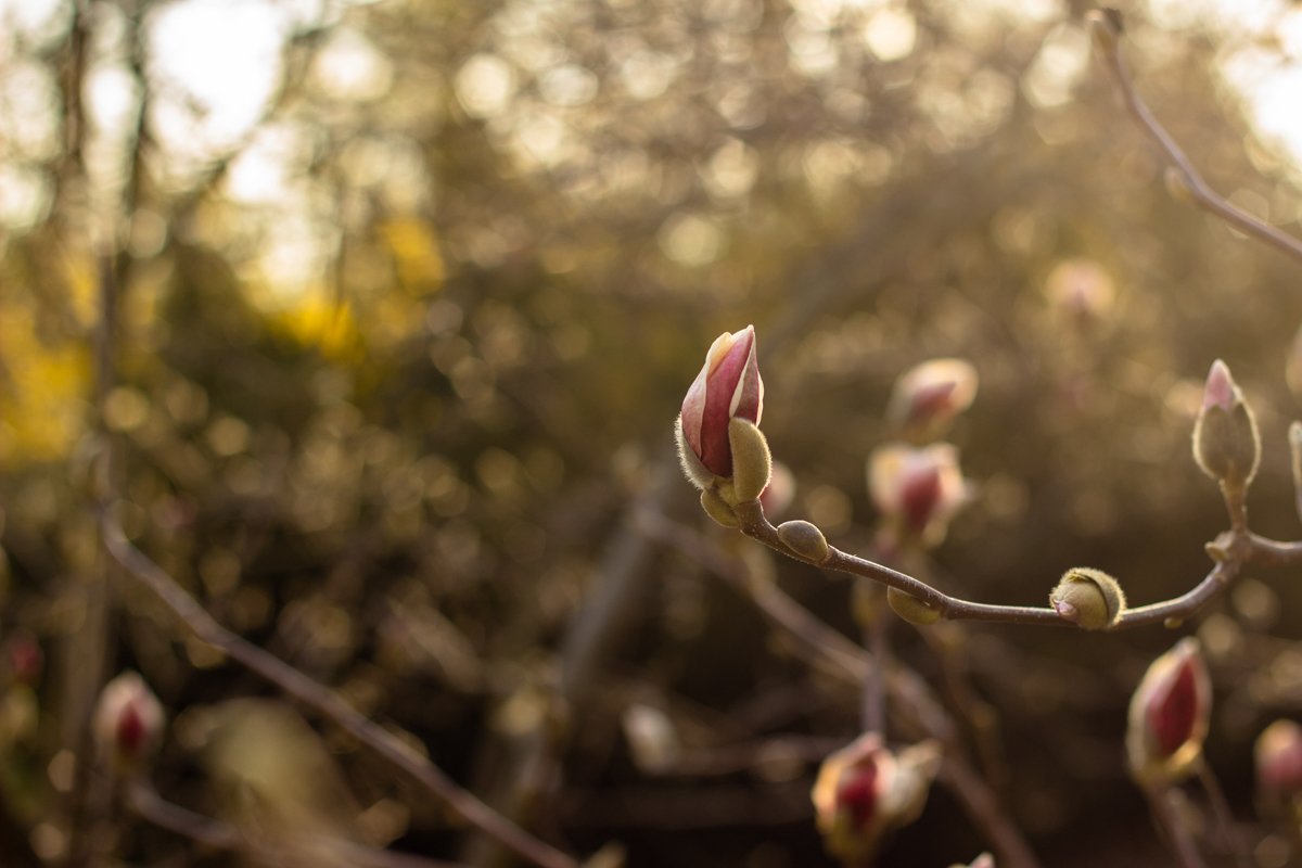 А розовые - сама нежность А розовые - сама нежность