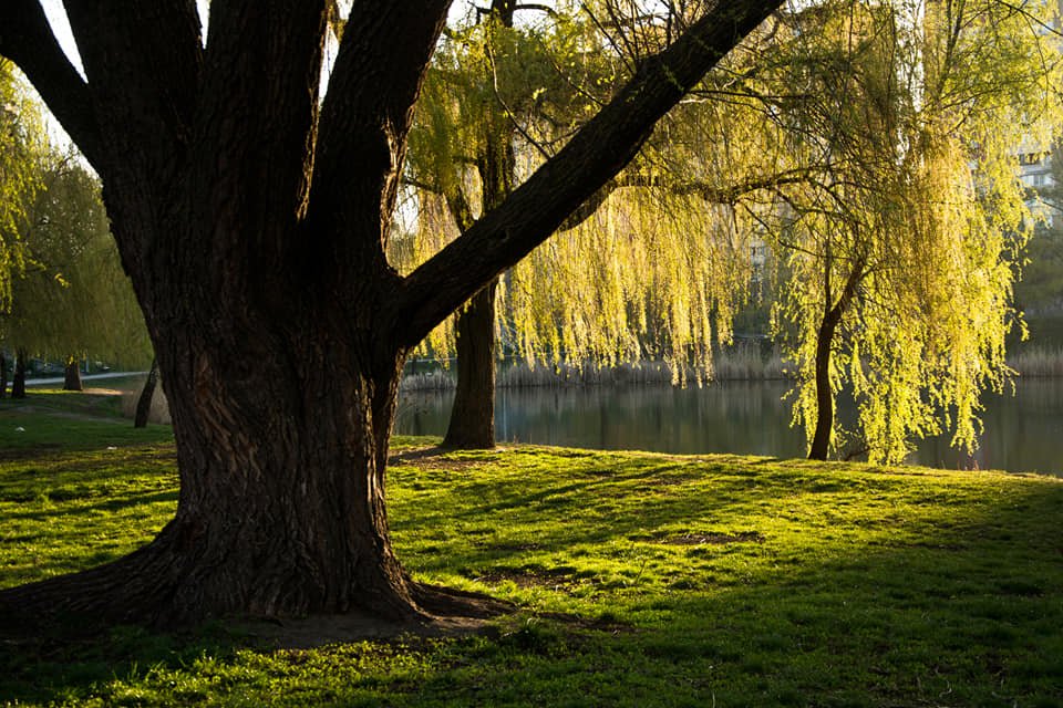 Вокруг озера создана парковая зона отдыха, в северной части озера через него переброшен парковый мостик Вокруг озера создана парковая зона отдыха, в северной части озера через него переброшен парковый мостик