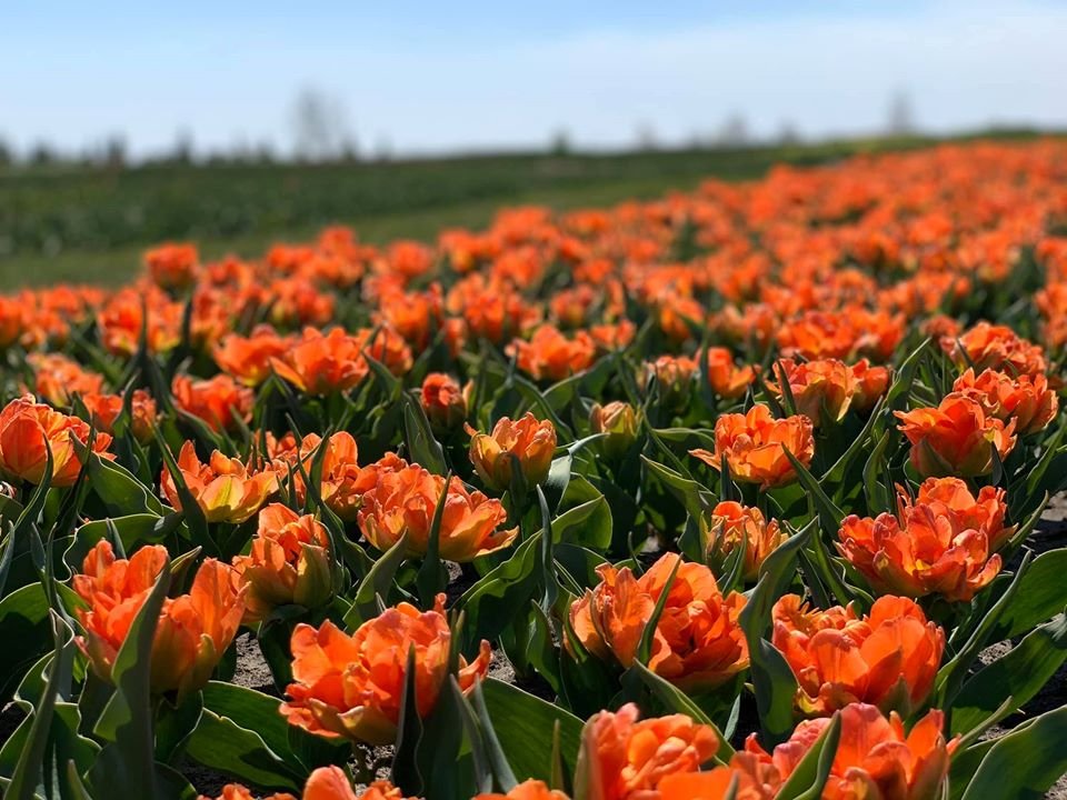 Парк откроется как только отменят карантин