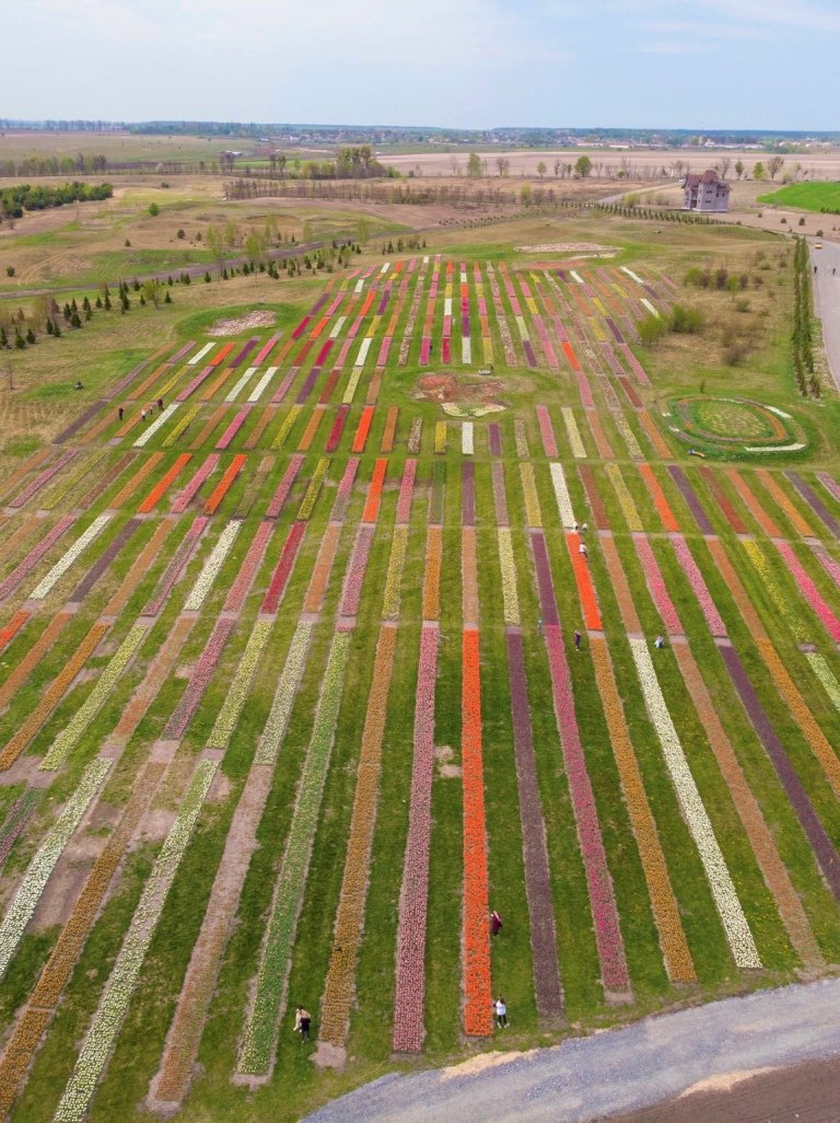 Тюльпаны высажены по стандарту Голландских полей Тюльпаны высажены по стандарту Голландских полей