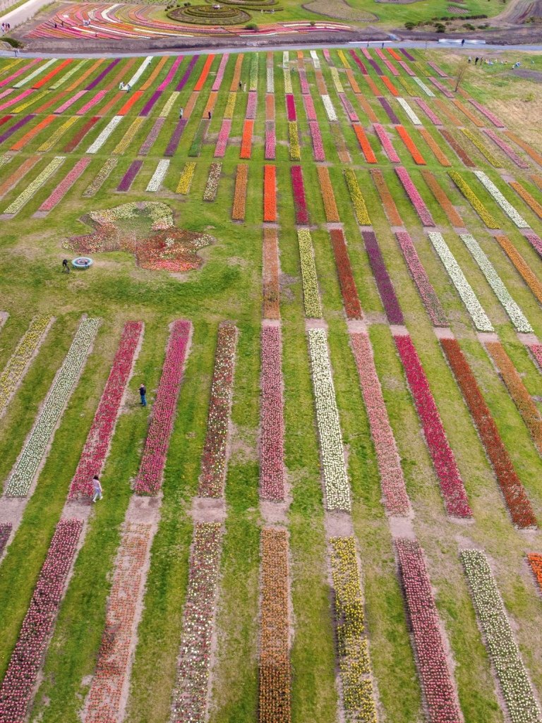 Уже высажено 97 сортов Уже высажено 97 сортов