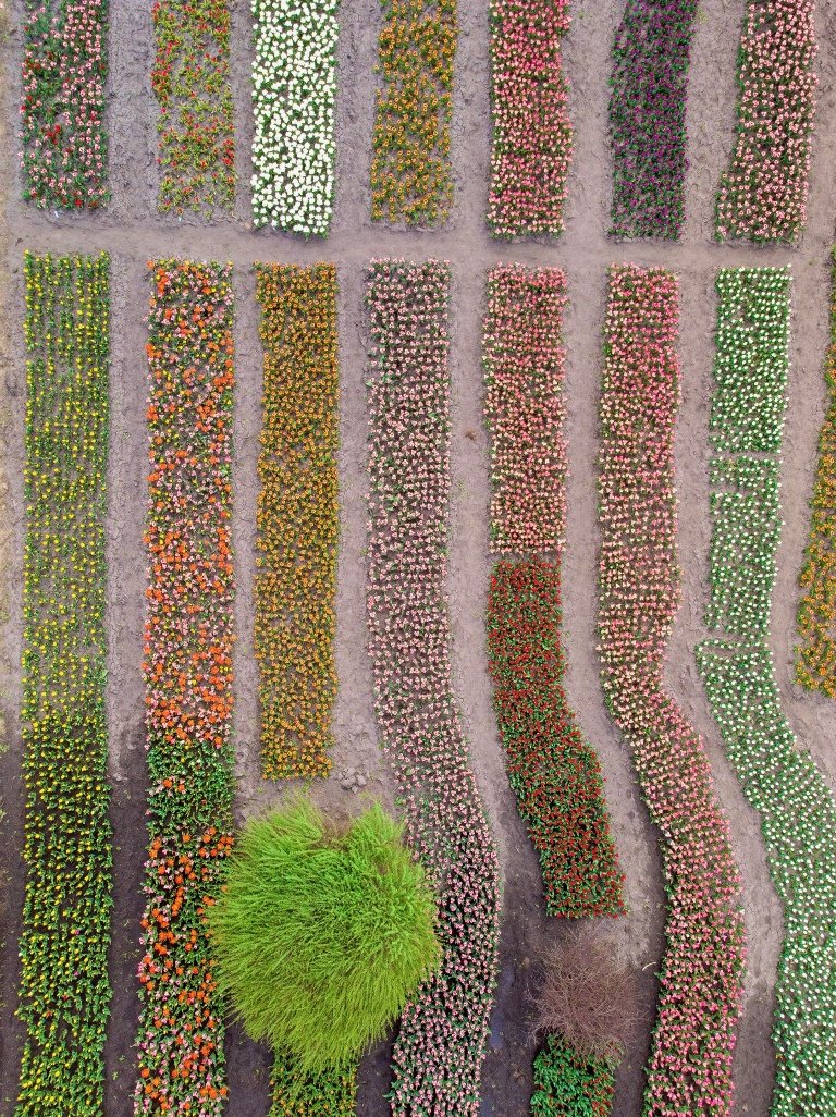 Поля ждут вас, но после карантина Поля ждут вас, но после карантина