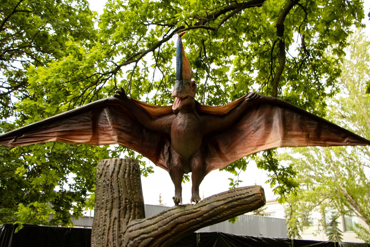 Летающие, водные и обитатели гор Летающие, водные и обитатели гор