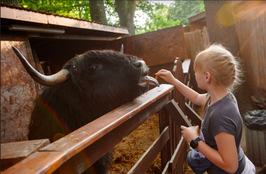 Куда пойти в Киеве: что работает на ВДНГ, цены и график 3